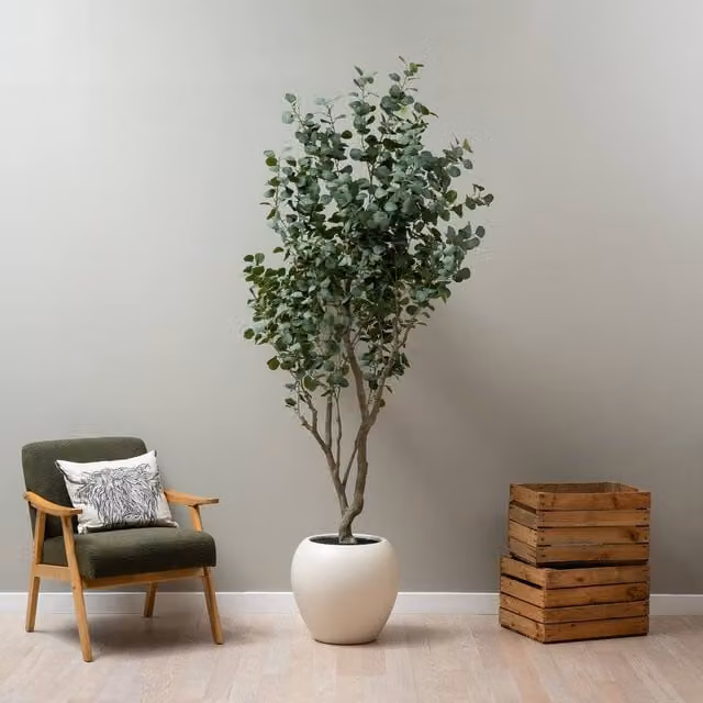 Scottish Everlastings Ltd 270 cm Green Eucalyptus Tree – 1