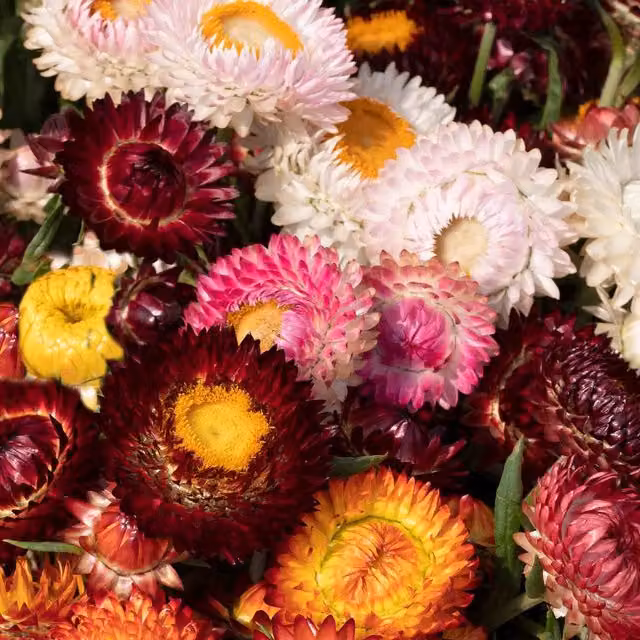 Unwins Strawflower King Size Jewel-Toned Ornamental Flower Seeds, Multicolour and Red