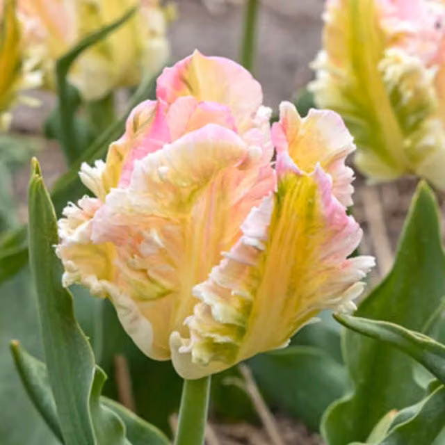 Plants by Post Pack of 15 Tulip Cabanna Bulbs in Yellow and Red