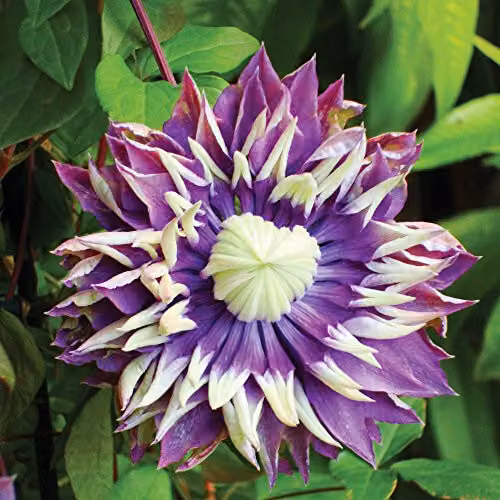 Thompson and Morgan Clematis Florida Taiga Hardy Climbing Shrub, Purple and Green, 11cm Pot – 4