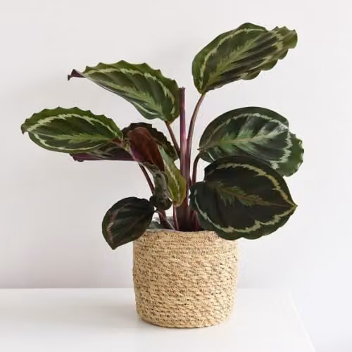 Thompson and Morgan Bedroom Bundle Collection of 5 Hardy Perennial Indoor Houseplants in 12cm Pots – 3