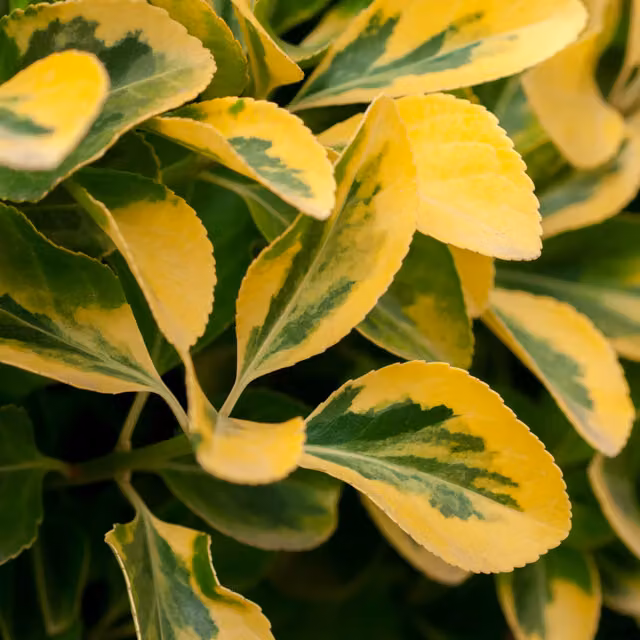 The Rose Press Garden Ligustrum Aureum Golden Privet Shrub in Yellow and Green