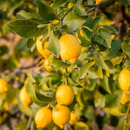 YouGarden Citrus Lemon Fruit Tree with Fragrant Flowers in a 20cm Pot – 3
