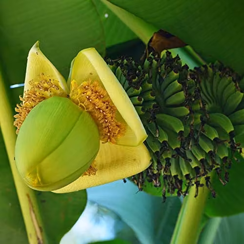 Thompson & Morgan Musa Basjoo Japanese Banana Palm Plant with Yellow Flowers, Green Foliage, 4 x 10.5cm Pot