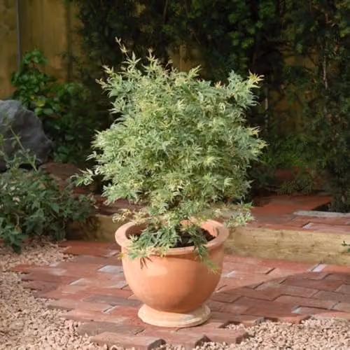 Thompson and Morgan Acer palmatum Butterfly Variegated Japanese Maple with Cream and Pink Margins, 3 Litre Pot