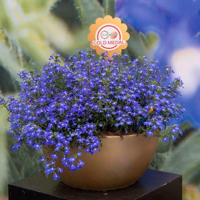 Unwins Lobelia Masterpiece Blue Flower Seeds
