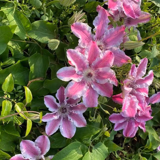 Plants By Post Clematis Souvenir De Capitaine Thuilleaux Purple Perennial Climber