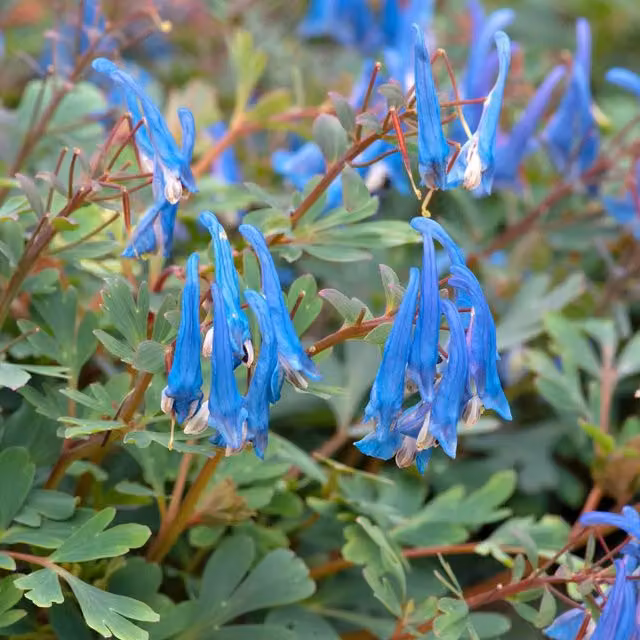 Marshalls Corydalis Blue Heron Blue and White Perennial Ornamental Garden Plant