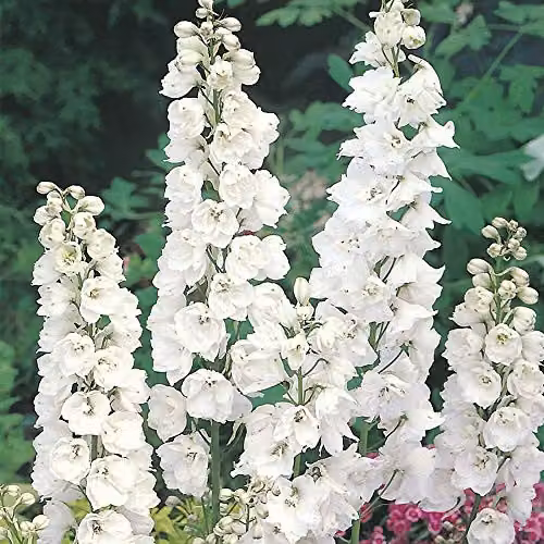 Johnsons 17839 White Delphinium Galahad Ornamental Flower Seeds – 3