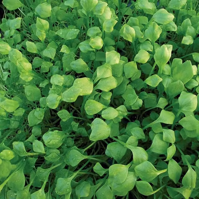 Marshalls Garden Winter Purslane Miners Lettuce Seeds, Hardy Year-Round Salad, 850 Seeds
