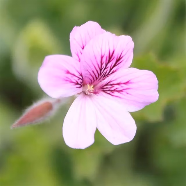 Plant Theory Set of 3 Pink and Purple Torrento Pelargonium Bedding Plants in 9cm Pots