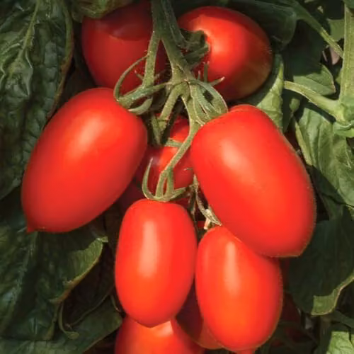 Thompson & Morgan Tomato Nagina F1 Hybrid Seeds, Blight-Resistant Red Plum Variety, 1x Seed Packet – 2