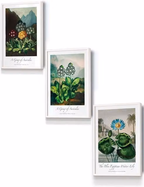 ARTZE Vintage Auricula & Lily Flowers Floral Framed Wall Art, White, W: 33 cm, H: 45 cm, D: 2 cm