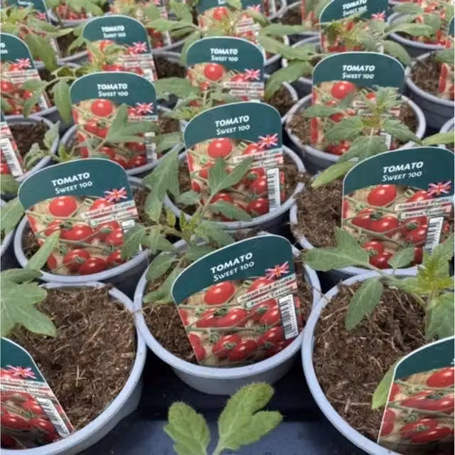 Plants By Post Sweet 100 Cherry Tomato Plants, 3 Red Garden Ready Plants in 9cm Pots