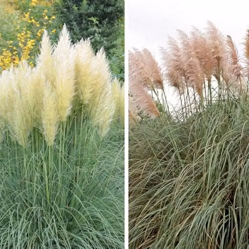 Thompson and Morgan Cortaderia selloana Duo Pampas Grass Collection, White and Rosea, 2 x 9cm Potted Perennial Plants