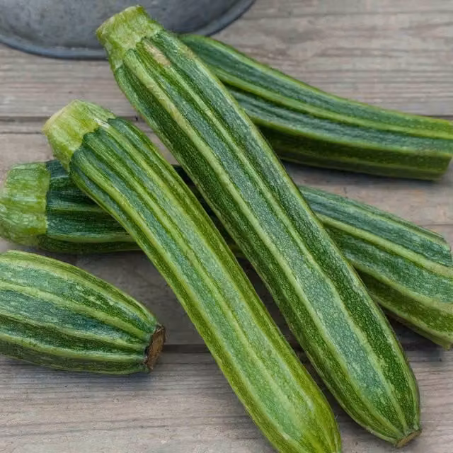 Marshalls Romanesco Latino F1 Green Courgette Seeds
