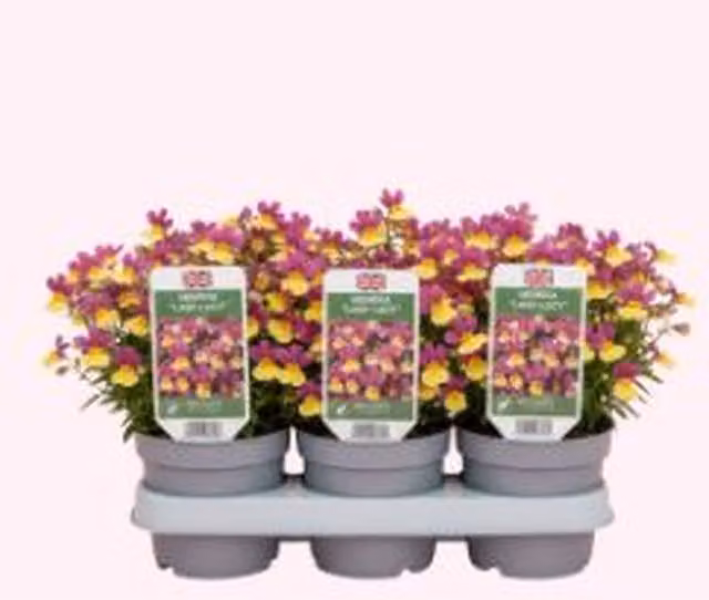 Plants By Post Nemesia Lady Lucy Fragrant Yellow and White Bedding Plant
