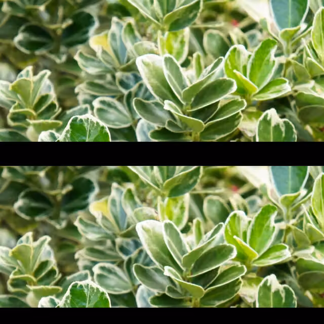The Rose Press Garden Euonymus President Gauthier Ornamental Shrub in Silver and Green
