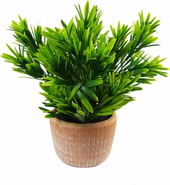 Honey Dark Terracotta Potted Green Leaf Plant in Ceramic Pot, W/D/H: 22 x 22 x 22 cm
