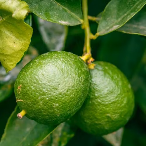 Thompson and Morgan Key Lime Citrus Fruit Plant in a 5 Litre Pot – 1