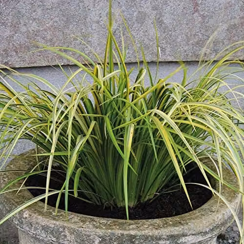 Thompson and Morgan Acorus Gramineus Ogon Slender Sweet Flag Aquatic Perennial Plant, Yellow and Green, 1 x 9cm Pot