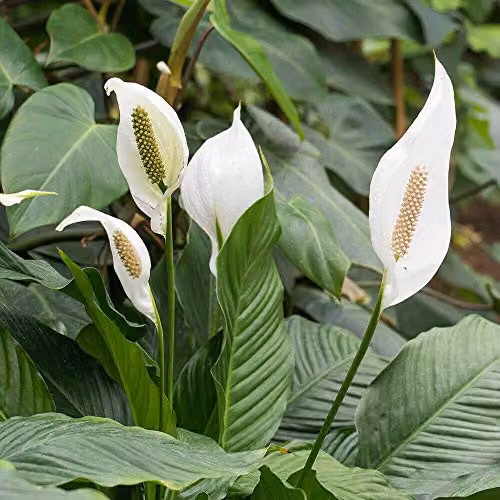 Thompson and Morgan Spathiphyllum Peace Lily Flowering Indoor Perennial House Plant, 1 x 9cm Pot – 4