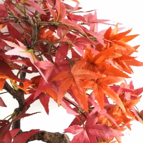 Leaf Design UK Red Acer Artificial Small Bonsai Tree, Height: 50 cm – 2
