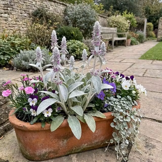Plants By Post Stachys Lambs Ear Silver Grey Perennial Ground Cover