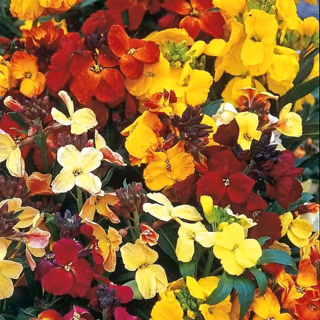 Unwins Wallflower Multicolour Bedding Flower Seeds