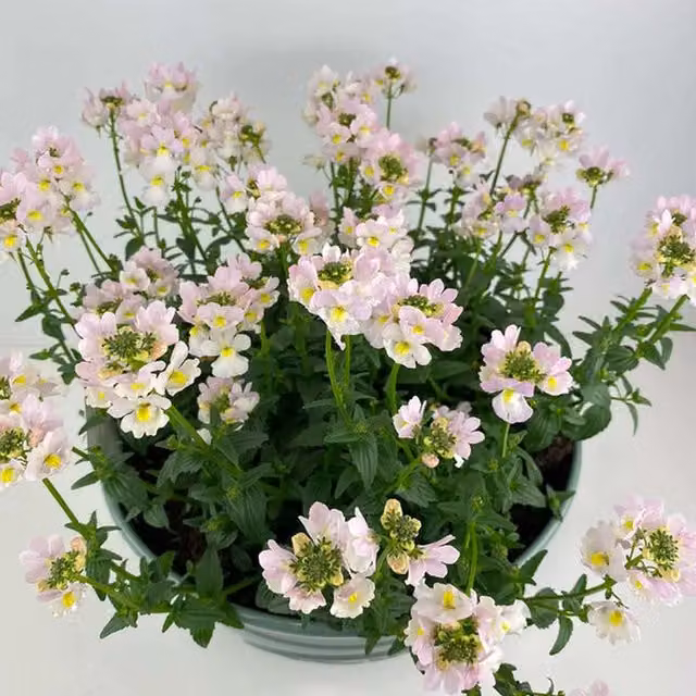 Plants by Post Nemesia Wisley Vanilla Fragrant Outdoor Bedding Plant in an Olive Round Pot with White and Green Foliage