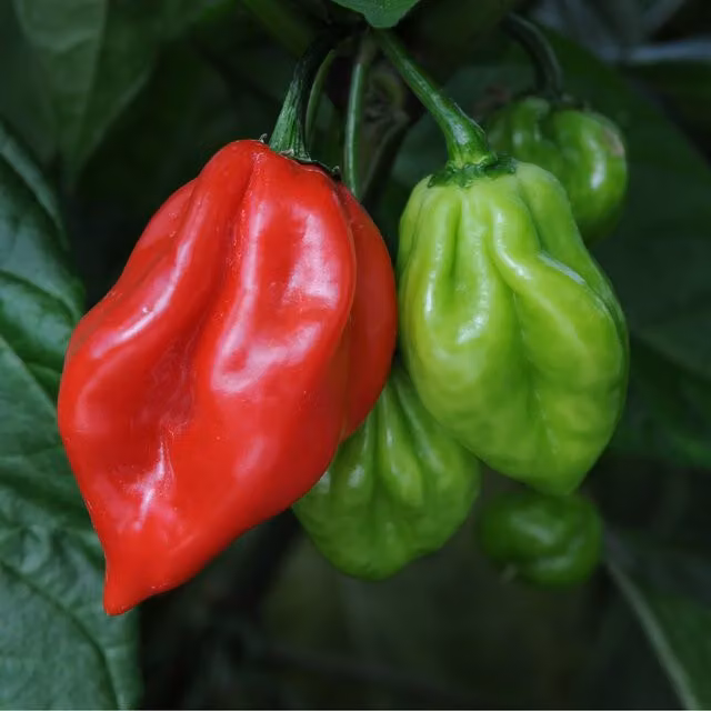 Plants By Post Scotch Bonnet Pepper Plants, 3 x 9cm Pots, Red