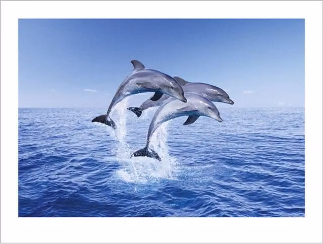 Pyramid International Dolphin Trio Blue Paper Poster