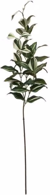 KDMD Tradaescantia Spray Green Plant, Height: 74 cm