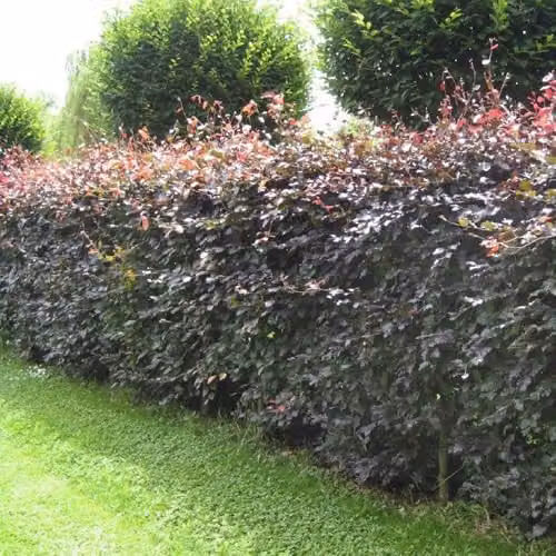 F&G Supplies Purple Beech Fagus sylvatica Atropunicea Semi-Evergreen Bare Root Hedging Plants, 10 Pack, Height: 90-120 cm