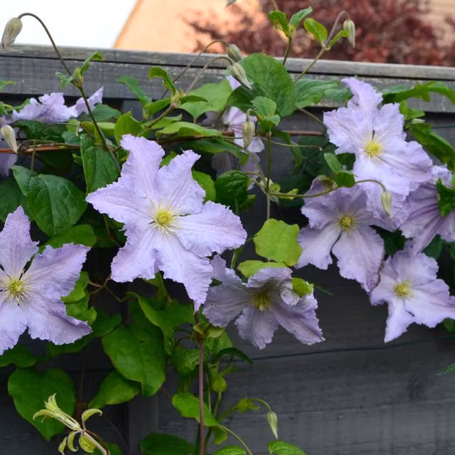 Plants By Post Clematis Blue Angel Lavender Blue Climbing Ornamental Garden Plant