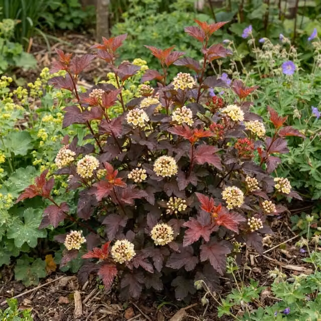 Plants by Post Physocarpus Raspberry Lemonade Ninebark Multi-toned Pink Ornamental Shrub