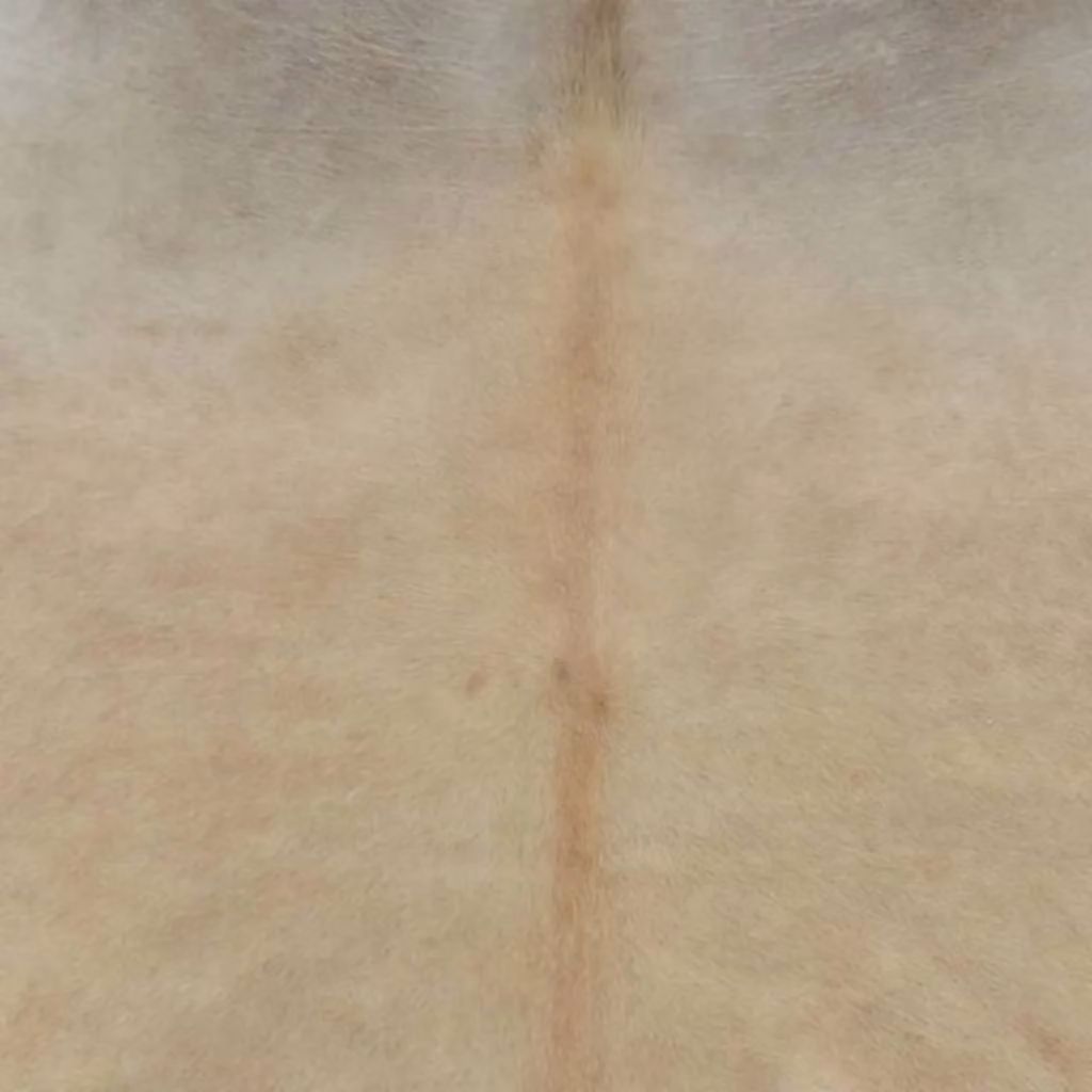 Berkfield Home Real Cow Hide Rug in Beige, Diameter: 100 cm – 3