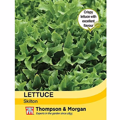 Thompson and Morgan Skilton Lettuce Lactuca Sativa Green Vegetable Seeds, 200 Seeds – 2