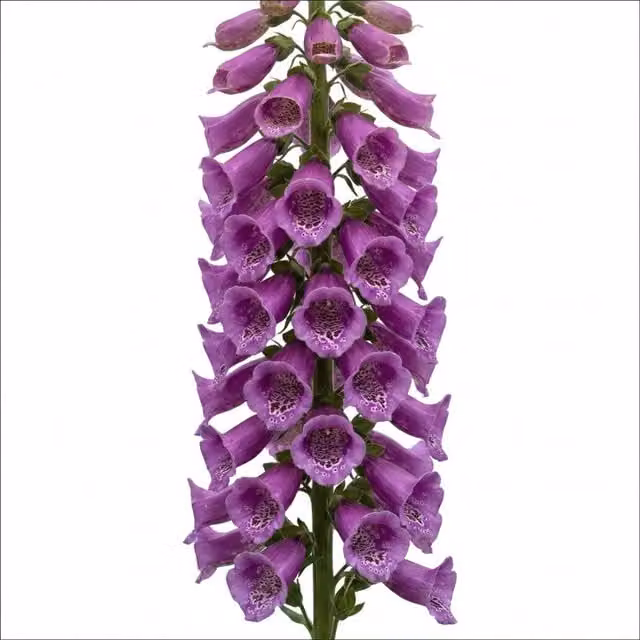 Plants By Post Digitalis Dalmatian Purple Perennial Outdoor Plant, 2L