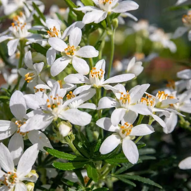 Marshalls Garden Choisya White Dazzler Mexican Orange Blossom Evergreen Scented Ornamental Shrub, 9cm Pot, Orange