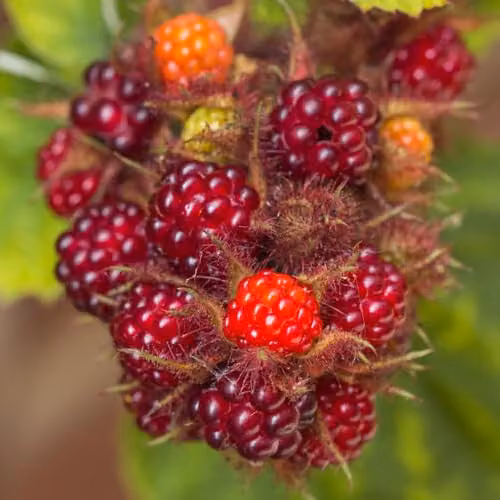 Thompson & Morgan Rubus phoenicolasius Japanese Wineberry Potted Plants, 2 x 15cm Pots