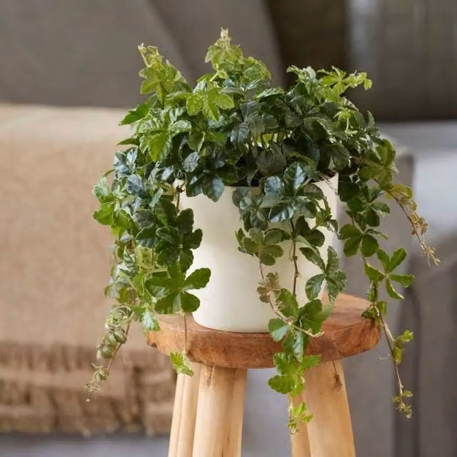 Primrose Parthenocissus Green Indoor Climber House Plant in 12cm Pot