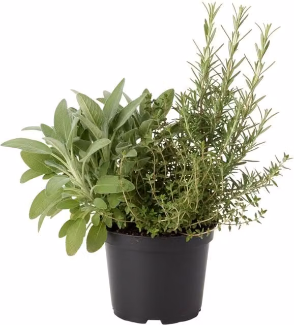 Plants By Post Winter Herb Collection of Sage, Thyme and Rosemary, 1L, Green and Silver-Green