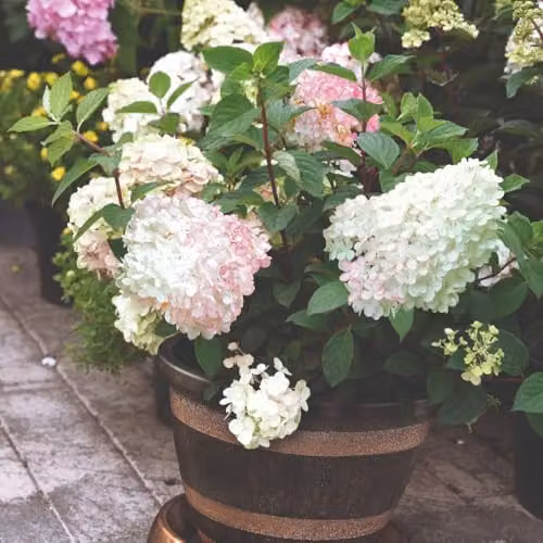 Thompson & Morgan Hydrangea paniculata Vanille Fraise Ornamental Shrub with Pink and White Flowers in a 30 Litre Pot – 2