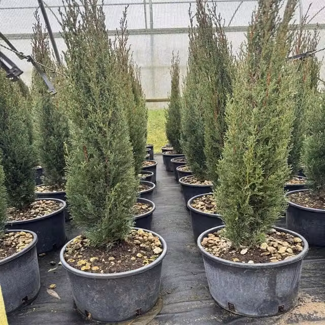 Direct Plants Italian Cypress Tree Cupressus Sempervirens, Green, 5 L Pot