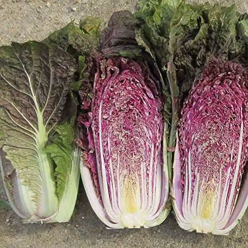 Thompson and Morgan Chinese Cabbage Scarvita Seeds, 15 Seeds per Packet
