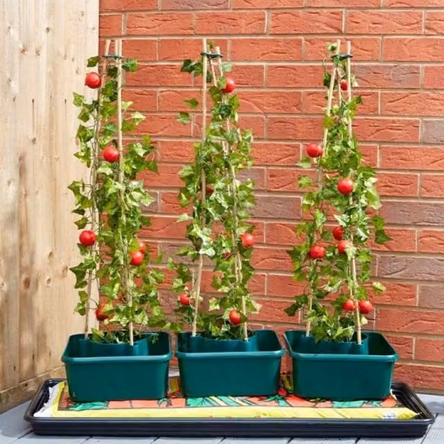 Garden Mile 3-Piece Green Plastic Tomato Pots with Plant Stakes and Support for Vegetable Gardens