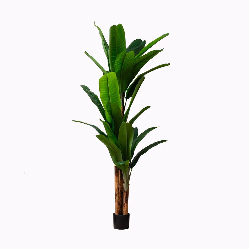 Scottish Everlastings Ltd 260 cm Real Touch Banana Tree in Green – 2