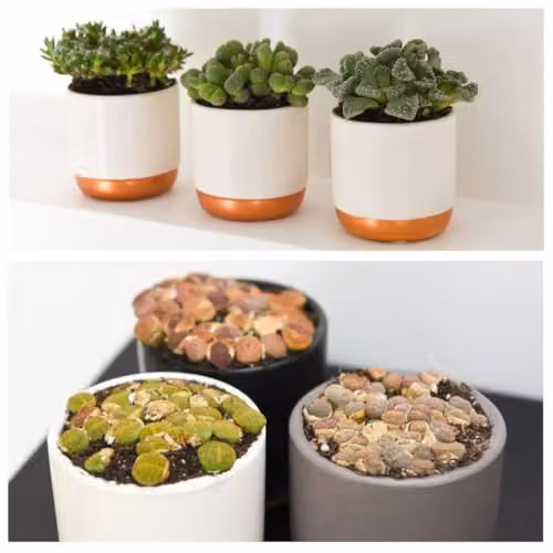 Thompson and Morgan Exotic Lithops Species Mix of Multicolour Succulent Houseplants in 8.5cm Pots