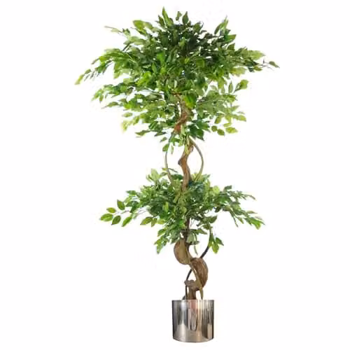Leaf Design UK Botanik Fruticosa Ficus Artificial Tree with Twisted Trunk and Silver Planter, Green, Height: 150 cm